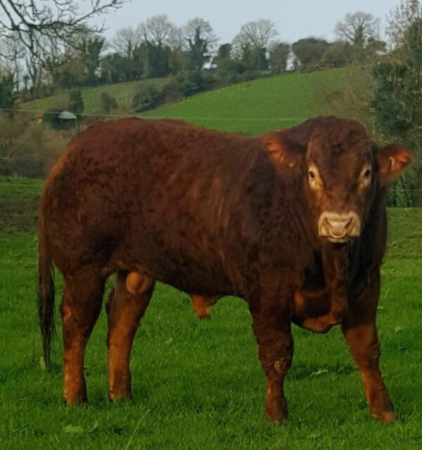 Limousin and Charolais Sires for the Future - Progressive Genetics