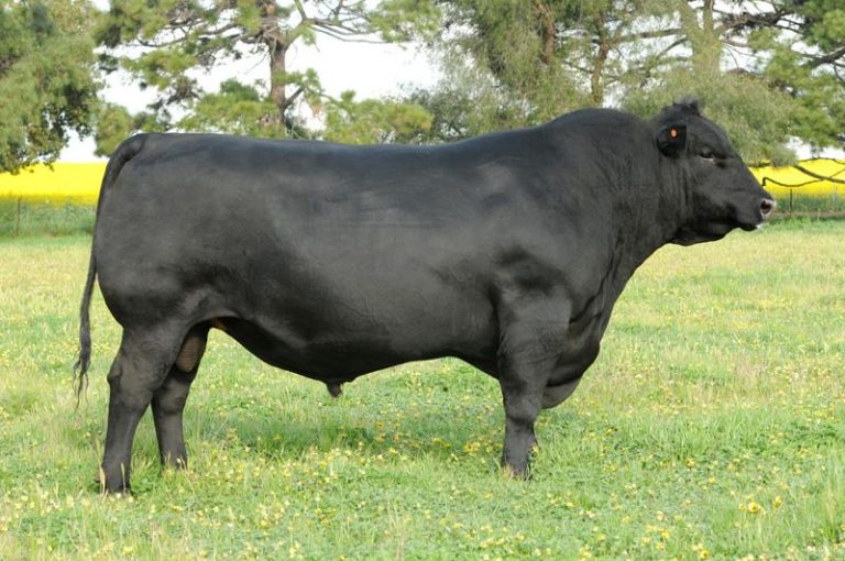 Aberdeen Angus Prestige Beef Sires | Progressive Genetics