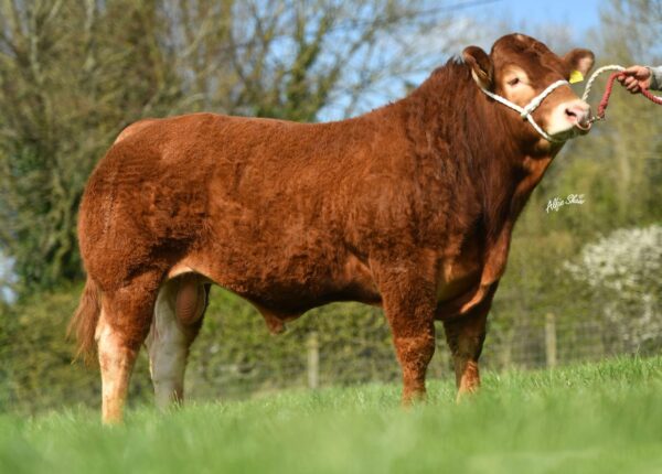 Ardlea Rigby ET - Progressive Genetics