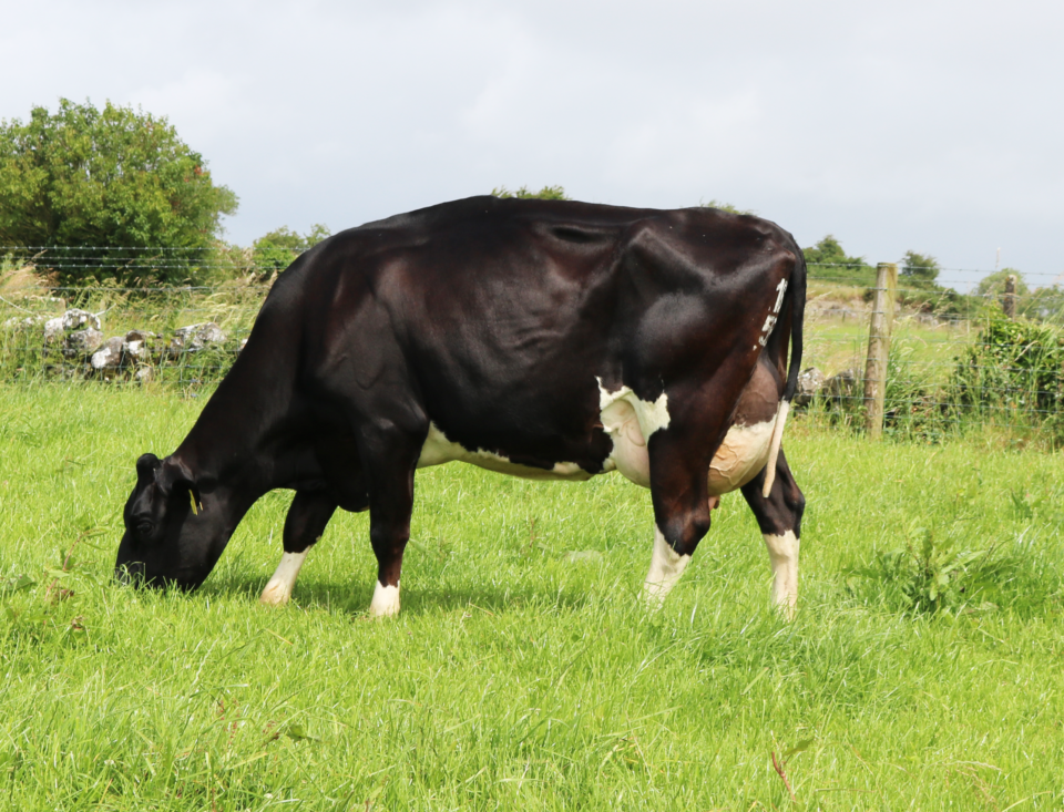 Dam of C Pinatubo-FR5816 edit